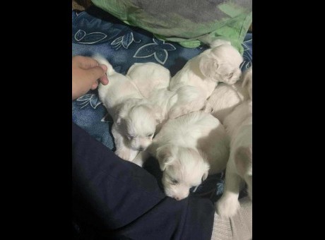 maltezer vagner1.jpg